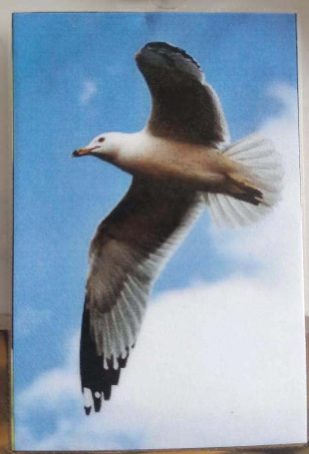 Gaviota Διαμέρισμα Πλάγια Ντελ Κάρμεν Εξωτερικό φωτογραφία